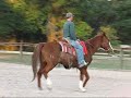 Colonelhorse