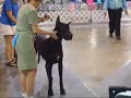 Great Danes - UKC Dog show - 31AUG08