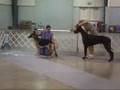 Great Danes - UKC Dog show - 31AUG08