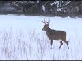 Big Buck in Wisconsin