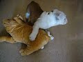 LLuna jugando con un peluche Bulldog LLuna jugando con un peluche Bulldog