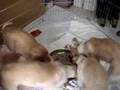 Borzoi video