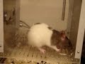 3 Chain Behavior: FINAL