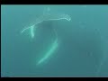 Diving with Two Humpbacks with Ingo Vollmer Diving with Two Humpbacks with Ingo Vollmer