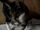 Ruby a Spaymart cat for adoption