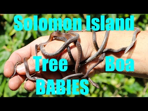 YouTube reptile video