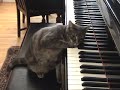 Кот играет на пианино