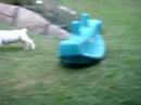 Labrador Puppy