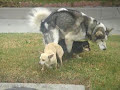 big dog humping a chihuahua