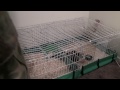 Click here to watch this video Mister Squeekers has a squeaky clean cage full HD ready