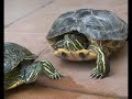 Tortugas Ninja (Trachemys scripta elegans) Tortugas Ninja (Trachemys scripta elegans)