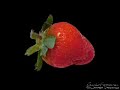 Je�t aime mon amour