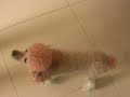 うたう犬動画