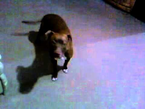 pitbuul