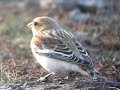 Snow Bunting - Plectrophenax nivalis Snow Bunting - Plectrophenax nivalis