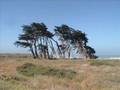 Mendocino Coastwalk