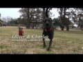 Wolfe City Animal Shelter Viral