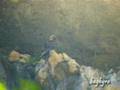 Quebrantahuesos Gypaetus barbatus