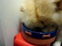 Dogbook Movie: &eacute;&pound;? mum mum..