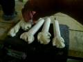Whale bone handled carving tool`s