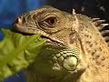 Iguana Feeding!