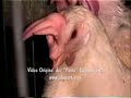 Te gusta elpollo asado? Te gusta elpollo asado?