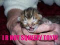 super-funny-cats-4.html