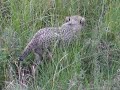 Cheetah cubs in Masai Mara game reserve