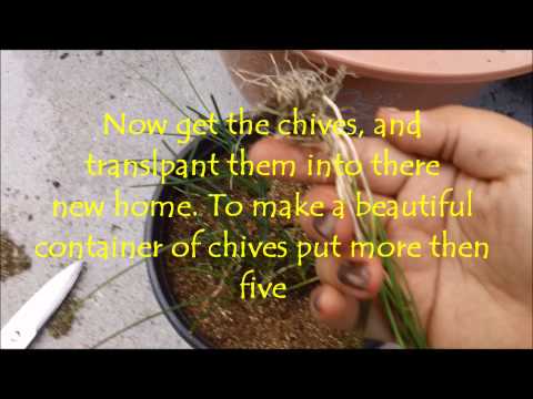 how to transplant chives