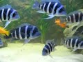Frontosa Becken Frontosa Becken