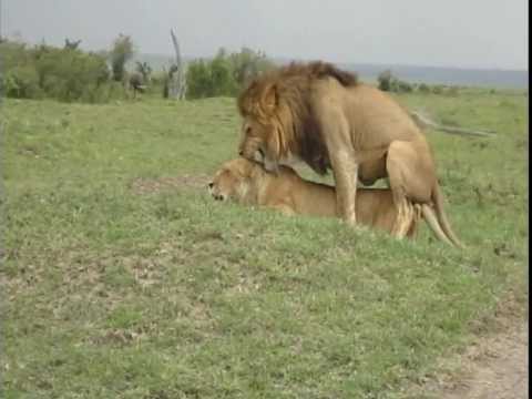 apareandose - Pareja de leones apareándose en el Parque Masai Mara de Kenya. Nótese la indiferencia de los animales ante la presencia de seres humanos.
