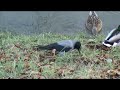 Pogovor sive vrane (Hooded crow croaking) Pogovor sive vrane (Hooded crow croaking)