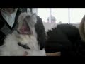 shih tzu honey pickles 1