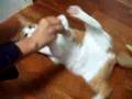 ニャンコに またたび(0)