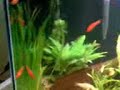 Meu Aquario Plantado de 200 LitrosPopulação: 01 Botia Yoyo, 03 Mocinhas, 08 Corydoras, 02 Limpa Vidros, 05 Barbus Ouro, 03 Barbus Cereja, 05 Barbus Sumatra, 12 Neons, 07 Espadas, 04 Plati Tricolor, axu q só por enquanto!!! 