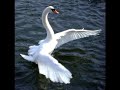 Cork Swan Wan - Lough - Wind up - Call Prank