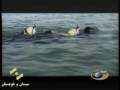 I.R. Iran navy Unity 87 wargames (part 2) I.R. Iran navy Unity 87 wargames (part 2)
