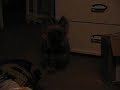 Bubba barking