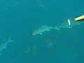 spearing amberjack