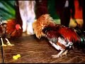batalla de gallos redbull perú   rapealo com