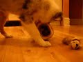 Rosie goes at the Hide-A-Squirrel Pt. 2 Rosie goes at the Hide-A-Squirrel Pt. 2
