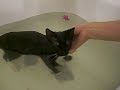 Kitten enjoying the bath (kissy)2