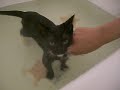 Kitten enjoying the bath (kissy)2