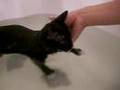Kitten enjoying the bath (kissy)2