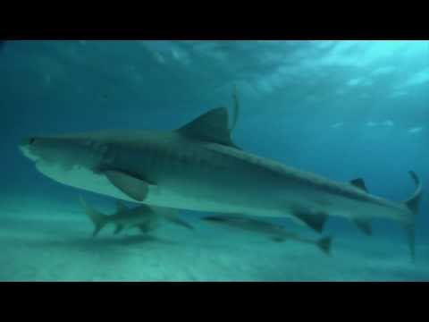 Find Friends - tiger sharks off the coast of the Bahamas Find Friends - tiger sharks off the coast of the Bahamas