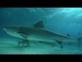 Friends Found - Sharks of Tiger Beach Bahamas