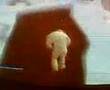 Star wars - Masturbating wampa