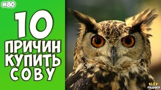 Прикольные ролики невероятно 3gp, интернет магазин самсон иваново и иван устюжанинов ученик графа беневского Прикольные ролики невероятно 3gp