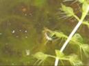 aldrovanda larve aldrovanda larve