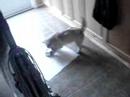 I Think Puppy Is Hungry